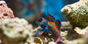 synchiropussplendidus synchiropussplendidus