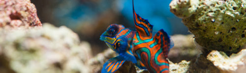 synchiropussplendidus synchiropussplendidus