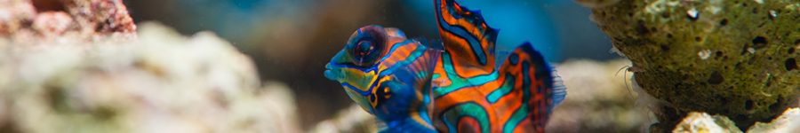 synchiropussplendidus synchiropussplendidus
